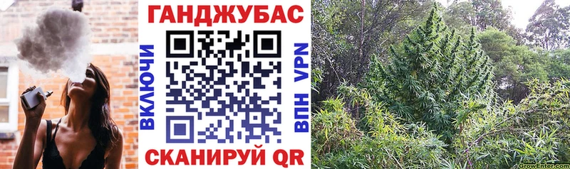 Конопля SATIVA & INDICA  закладки  Сосновый Бор 